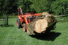 317987-22willow2.JPG