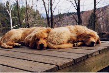 5-79893-Twinpups.jpg