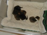 35-172735-kittens.jpg
