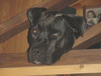 35-172836-Jule'sHeadB.jpg