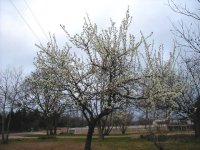 6-118362-Plums3140201.JPG