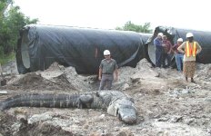 6-173359-Gator.jpg