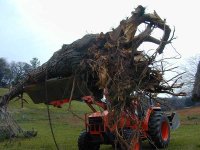 2-223940-L48-cedartree.jpg
