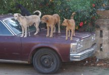 2-174324-REDNECKCARALARM.jpg