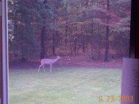 319576-Deer_Office_Window_1.jpg