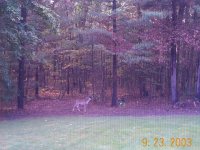 319578-Deer_Office_Window_2.jpg