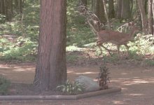 319579-Deer_1_Jpg.jpg
