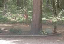 319581-Deer_2.jpg