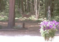 319584-Deer_Large_1.jpg