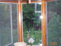 319587-Deer_Kitchen_Window.jpg