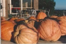 319650-pumpkin_garden_small.jpg