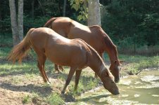 732528-Horses_In_Pond.JPG