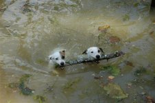 732529-Jacks_In_Pond.JPG