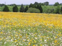 652416-wildflowers3.jpg
