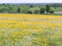 652426-wildflowers5.jpg