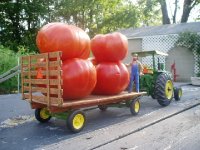 695839-bigtomato2.JPG