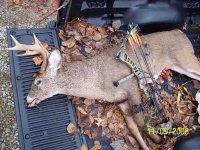 773136-deer9.jpg