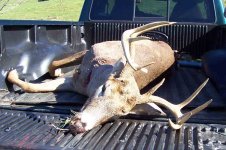 773146-deer10.jpg