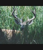 773169-buck 2.jpg