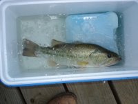 773191-fish and car 003 3.jpg