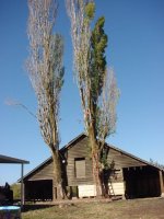 733823-PreppingTreesforcut.jpg