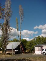 733829-SouthTreereadytocut.jpg