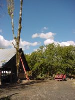 733830-SouthTreecloser.jpg
