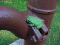 653345-Frog on Pump.jpg