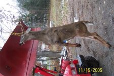 774649-Tractor Deer (Small).JPG