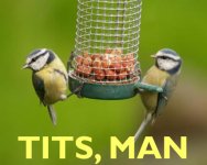Blue_Tits_Parus_caeruleusman.jpg