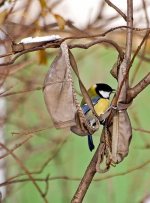 tit in bra.jpg