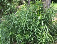 weeds.jpg weeds.jpg