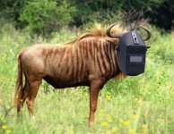 weldebeest.jpg