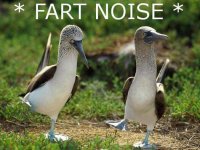 boobies 03.jpg