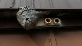 hornet nest.jpg