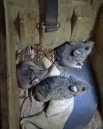 rats.jpg