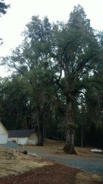 Oaks1A.jpg