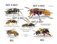 Bee-Not Bee.jpg