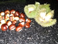 Chestnut.jpg