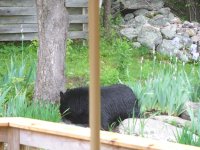 Bear01.jpg