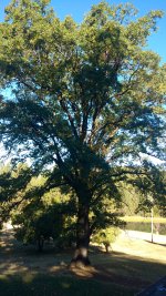 OakTree2A.jpg