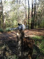 lynxx-on stump.jpg