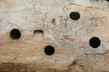 email-carpenter-bee-holes-img_1408.jpg
