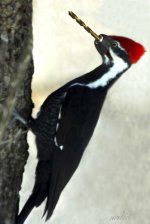 woodpecker.jpg