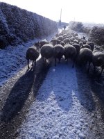 Up the lane.jpg