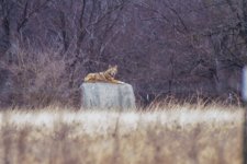 coyote_or_wolf.jpg coyote_or_wolf.jpg