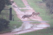 coyotes after a rain.jpg