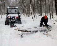 CR trail tree removale (DFL).jpg