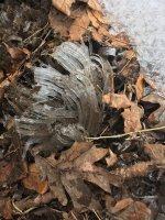 IMG_7865[1].JPG