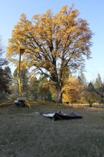 OakTreeTrim1A.jpg